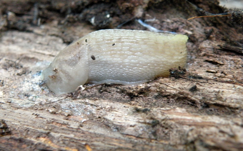 Limax bianco del castagneto sopra Sologno (RE)